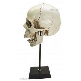 декоративный человеческий череп (макет) 35 см